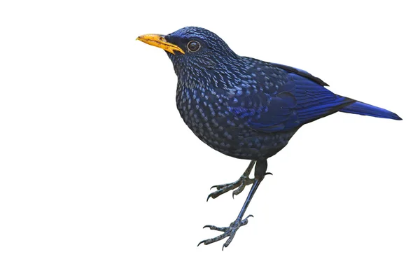 Blue Whistling Thrush Bird — Stock Photo, Image