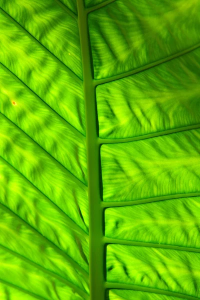 Green leaf — Stock Photo, Image