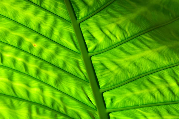 Green leaf — Stock Photo, Image