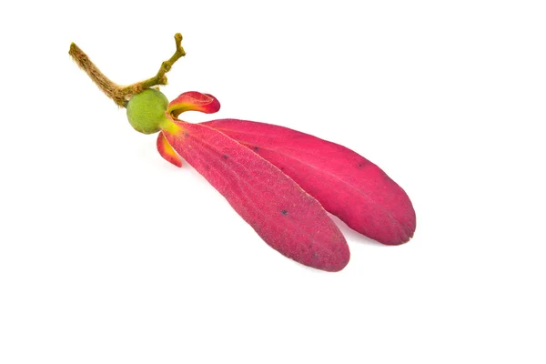 Seed of dipterocarpus tree — Stock Photo, Image