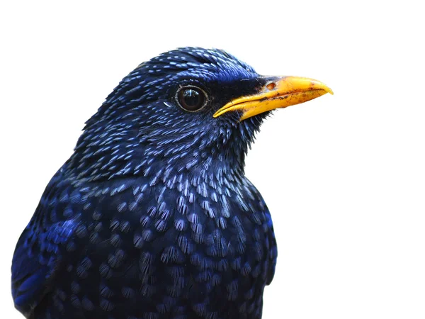 Zorzal silbante azul pájaro —  Fotos de Stock