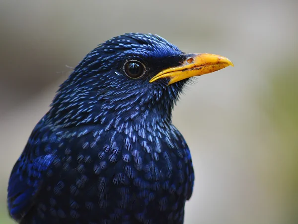 Μπλε σφύριγμα Thrush πουλί — Φωτογραφία Αρχείου