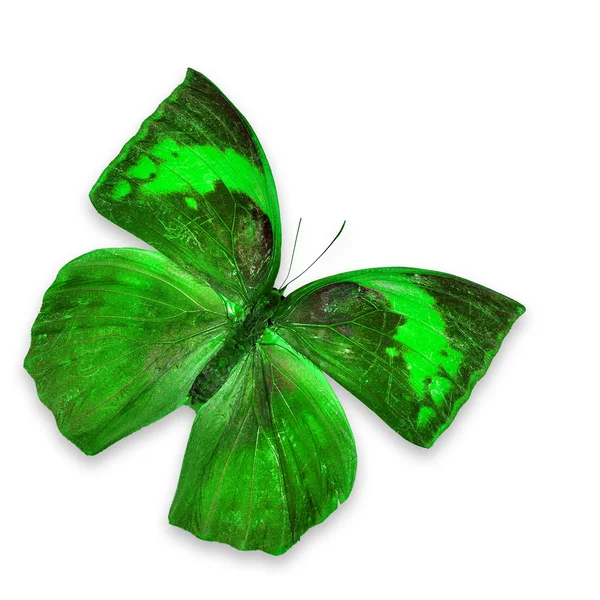 Grüner Schmetterling — Stockfoto