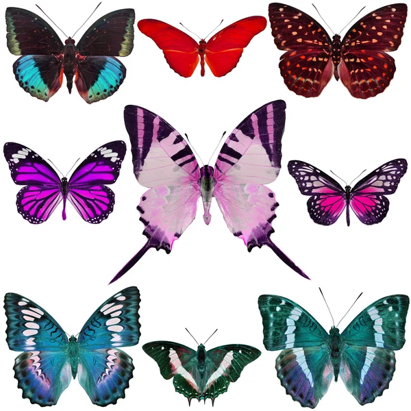 Collezione Butterfly — Foto Stock