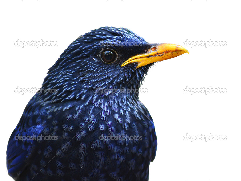 Blue Whistling Thrush Bird