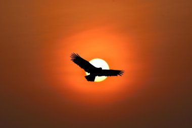 uçan kartal