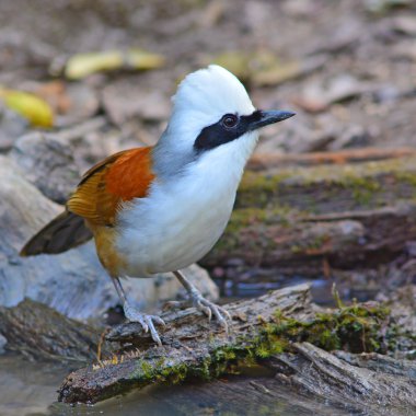 Beyaz ibikli laughingthrush kuş