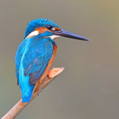 yalıçapkını (alcedo athis)