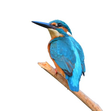 yalıçapkını (alcedo athis)