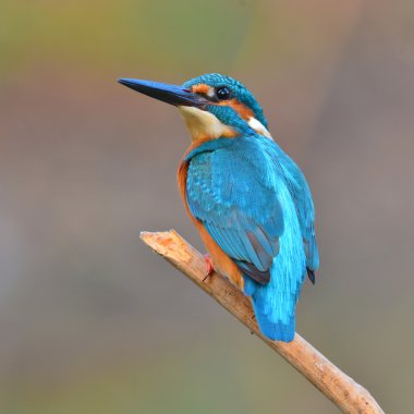 yalıçapkını (alcedo athis)