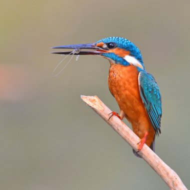 karides yemek yalıçapkını (alcedo athis)