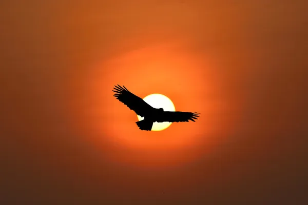 Águila volando —  Fotos de Stock