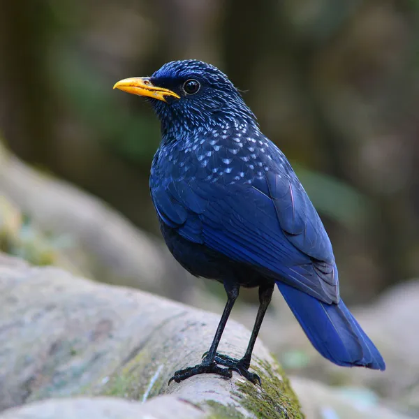 Pássaro sabiá assobiando azul — Fotografia de Stock