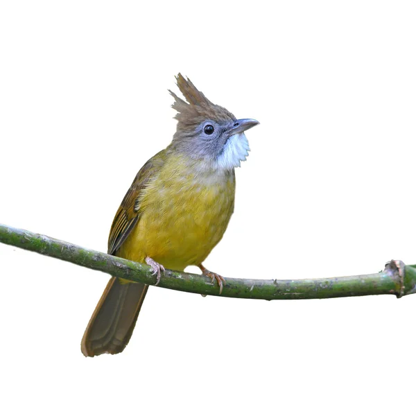 Puffkehlchen-Bulbul-Vogel — Stockfoto