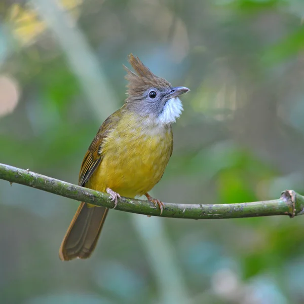 Bladerdeeg-throated buulbuuls vogel — Stockfoto