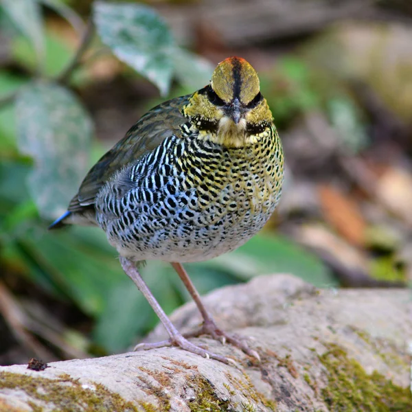 Uccello pitta blu — Foto Stock