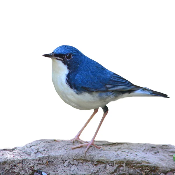 Siberian blue robin fågel — Stockfoto