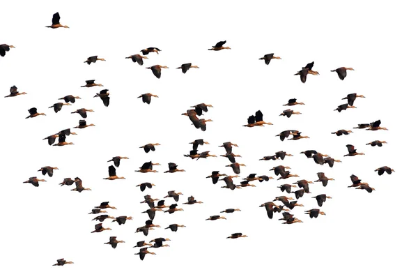 Flying Lesser silbando pato — Foto de Stock