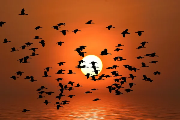 Ptačí létání — Stock fotografie