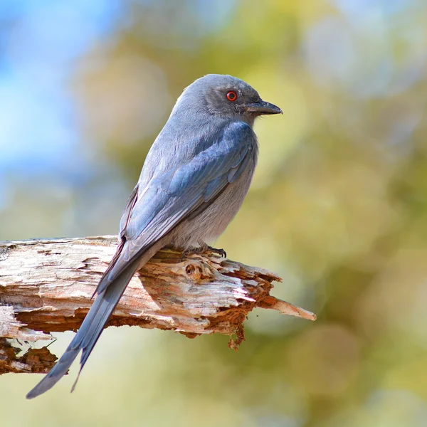 Pájaro drongo ceniza — Foto de Stock