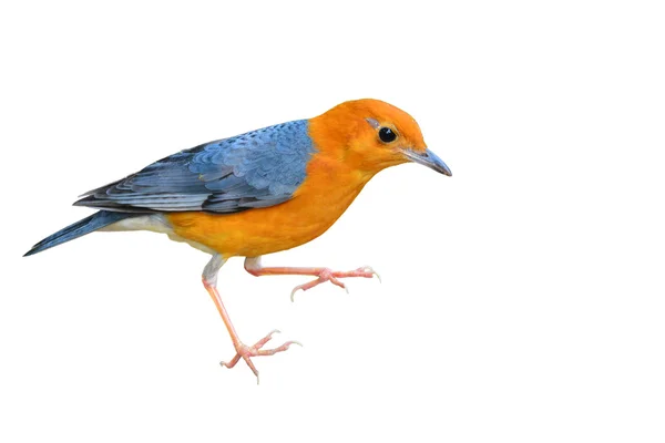 Grzybica na czele pomarańczowy ptak — Zdjęcie stockowe