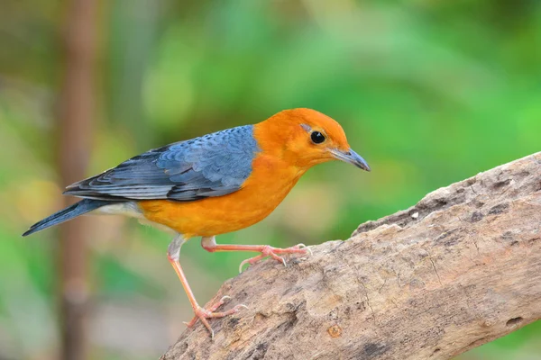 Rotkopfdrosselvogel — Stockfoto