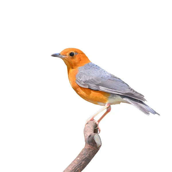 Orange-headed trast fågel — Stockfoto