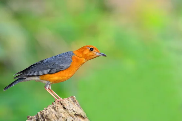 Grive à tête orange oiseau — Photo