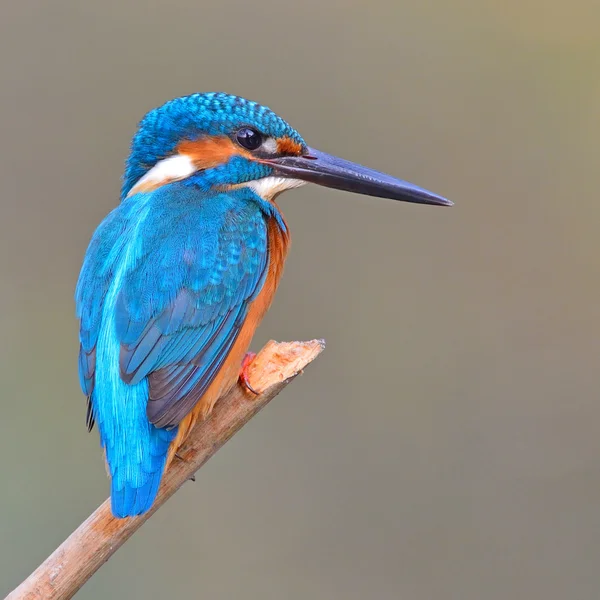 Ijsvogels (alcedo athis) — Stockfoto