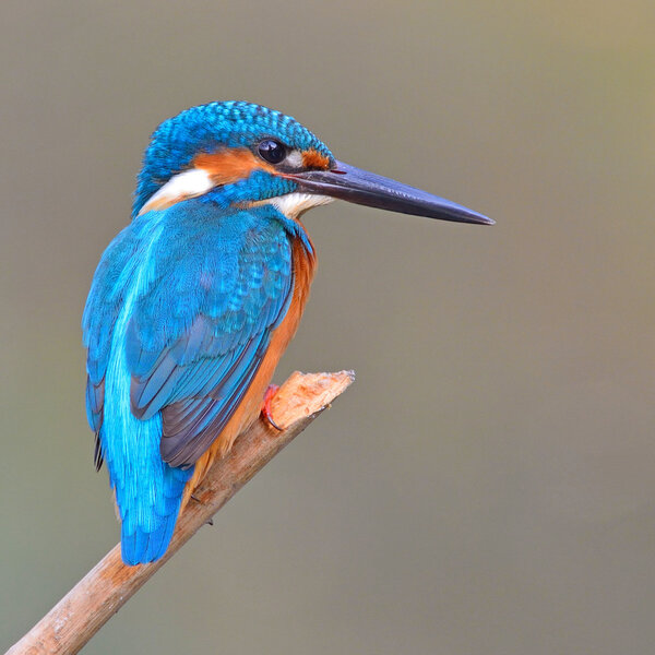 Kingfisher (Alcedo athis)