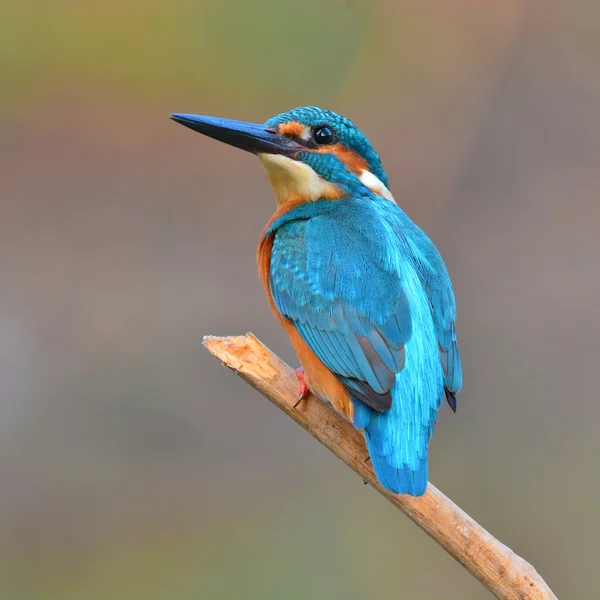 Eisvogel (alcedo athis)) — Stockfoto