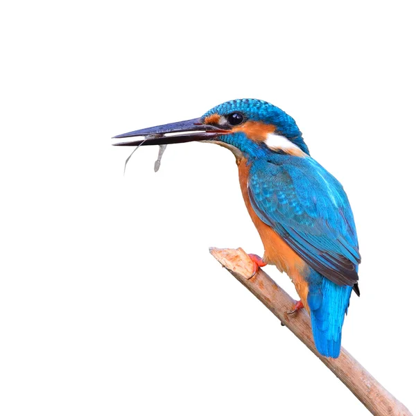 Kingfisher (Alcedo athis) eating shrimp — Stock Photo, Image