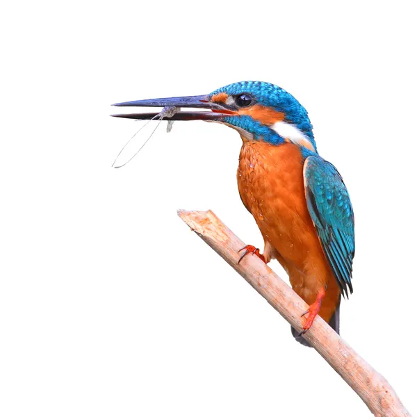 Kingfisher (Alcedo athis) ест креветки — стоковое фото