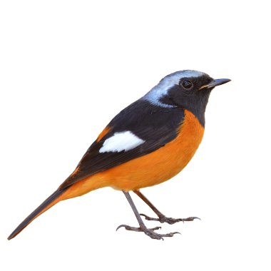 daurian kızılkuyruk kuş