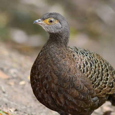 gri tavus kuşu-sülün kuşu