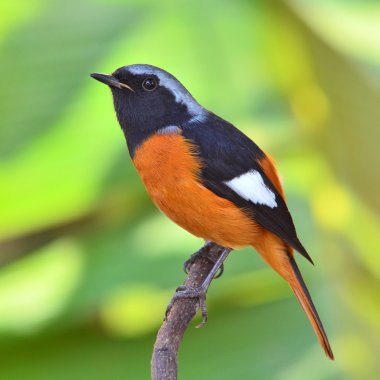 daurian kızılkuyruk kuş