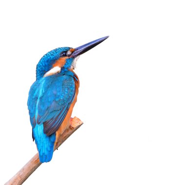 Kingfisher
