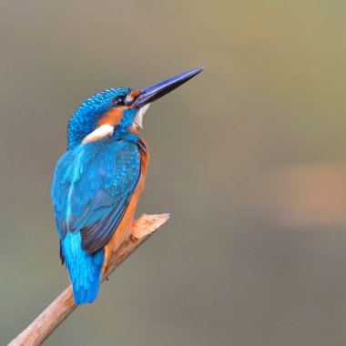 Kingfisher