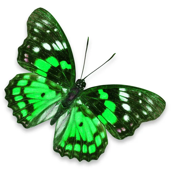 Papillon vert — Photo