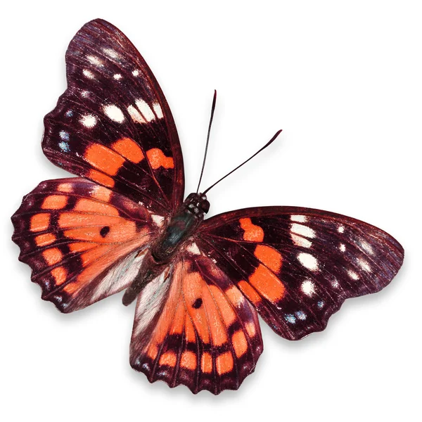 Papillon orange — Photo