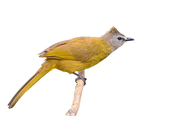 Flavescente ave Bulbul — Fotografia de Stock