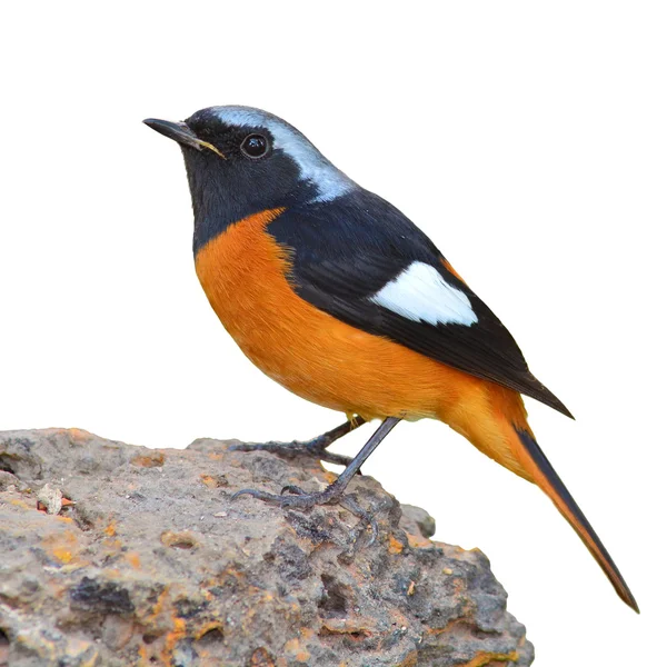 Pták redstart daurian — Stock fotografie