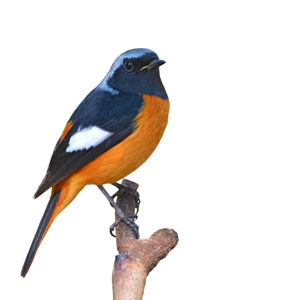 Daurian Pleszka ptak — Zdjęcie stockowe