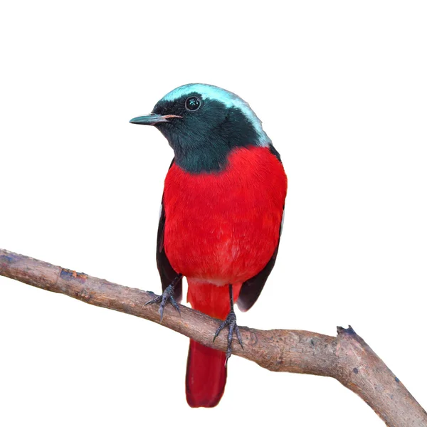 Güzel kuş — Stok fotoğraf