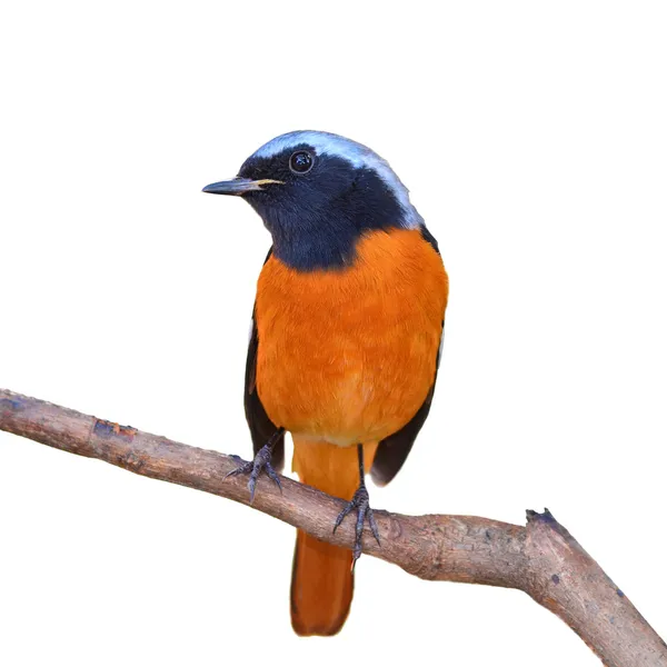 Pássaro Daurian Redstart — Fotografia de Stock