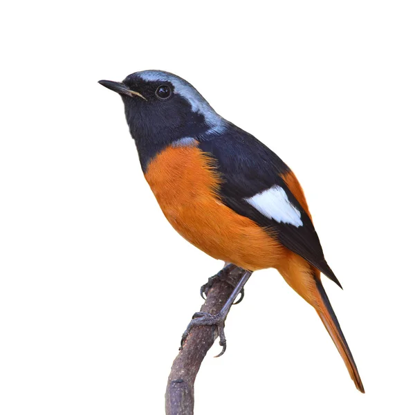 Daurian Redstart bird — Stock Photo, Image