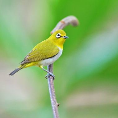 oryantal white-eye kuş