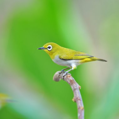 oryantal white-eye kuş