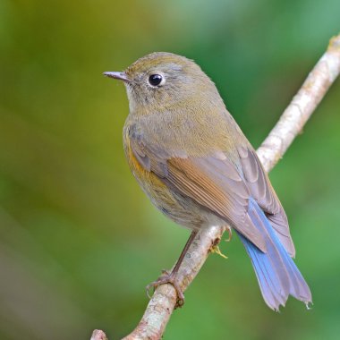 Himalaya bluetail kuş