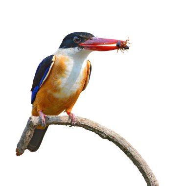 Siyah şapkalı kingfisher kuş